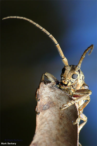 LongHorn in Blue by Mark Berkery