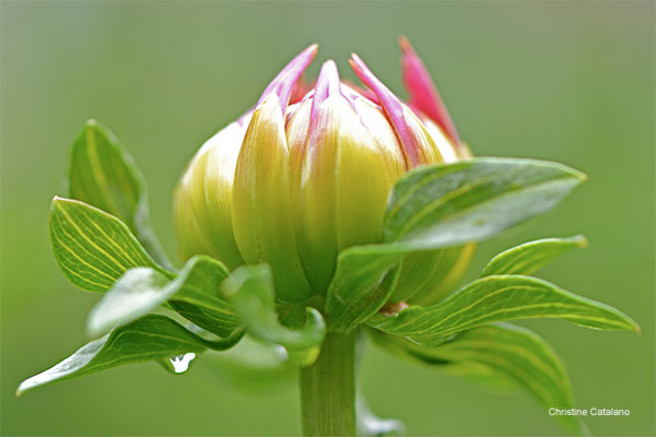 Dahlia Bud After a Rain Shower by Christine Catalano